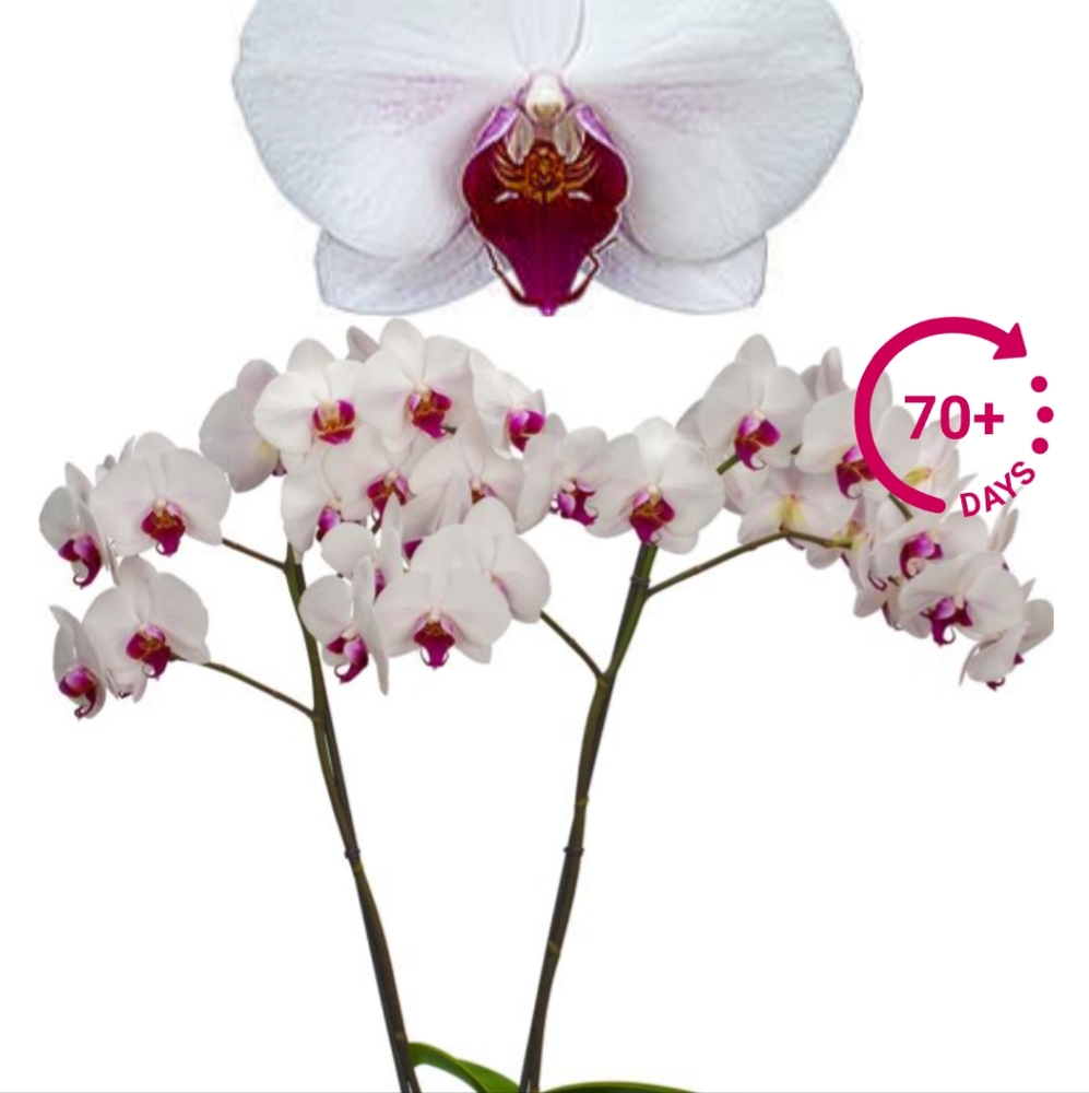 Meet your Posher, Ginny